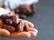 Palm fruit in hand. turkish and islamic ramadan fruit