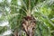 Palm fruit oil on the palm tree in the garden agriculture asia