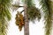 Palm fruit -ornamental decoration plant in gardens, Cyrtostachys renda Sealing wax palm