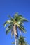 palm garden, coconut