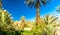 Palm garden of Kasbah Caids next to Tamnougalt in Draa valley -