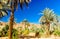 Palm garden of Kasbah Caids next to Tamnougalt in Draa valley -