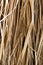 Palm grass, Oasis, California, abstract