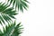 Palm Green Leaves Tropical Exotic Tree Isoalted on White Background. Holliday Patern Template