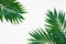 Palm Green Leaves Tropical Exotic Tree Isoalted on White Background. Holliday Patern Template