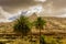 Palm group in front of a mountain