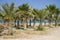 Palm grove on Cyprus