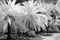 Palm Grove in Infrared