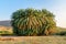 Palm Grove of Leto in ancient Lycian city Patara. Turkey