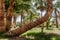 palm grove and a palm tree unusual curved shape