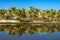 Palm grove reflection