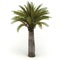 Palm isolated