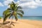 Palm on La Perle Beach, Guadeloupe