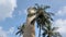 Palm Lantern Tropics Oceanside Slowmotion 4k