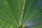 Palm leaf