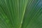 Palm leaf