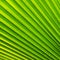 Palm leaf