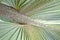 Palm Leaf