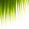 Palm leaf