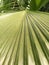 Palm leaf with a beautiful vertical gradient