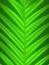 Palm leaf closeup