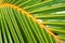 Palm leaf closeup, Dominican Republic, sunny beach en Punta Cana, palm trees, on the coast
