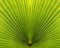 Palm leaf closeup with symmetry and lines