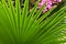 Palm leaf covering pink flowers