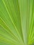 Palm leaf detail green natural background