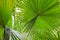 Palm leaf detail green rain forest background