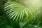 Palm leaf. Forest with tropical plants. Nature green background