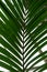 Palm leaf from howea forsteriana arecaceae kentiapalm from the lord-howe-islands