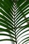 Palm leaf from howea forsteriana arecaceae kentiapalm from the lord-howe-islands