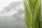 Palm leaf in the mist