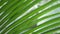 Palm leaf. Natural tropical tree