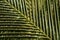 Palm leaf pattern