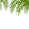 Palm leaf silhouettes background. Tropical leaves.