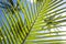 Palm leaf striped background, Green tropical natural lines, Bottom-up view through stripes of palm leaf on blue sky