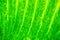 Palm leaf texture