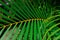 Palm leaf texture, close leaf, natural background. Nature composition