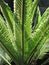 Palm leaf texture, green tropical plant, front view