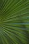 Palm leaf texture. Palm leaf closeup. Striped leaf