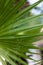 Palm leaf texture. Palm leaf closeup. Striped leaf. Selective focus. Blurred.