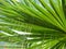 Palm leaf textures