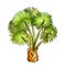 Palm Leaf Tree Texas Palmetto Color Vector