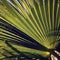 Palm leaf - vintage effect. Sunlight falls through palm leaf.