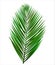 Palm leaf on white background