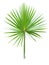 Palm leaf on white background