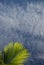 Palm leafs in Blue sky-Cayman