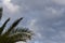 Palm leaves against a cludy, stormy sky at dusk.